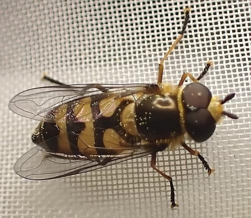 Réf. 338 018 : Didea fasciata